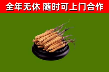 普洱市烟酒回收冬虫夏草.jpg